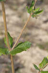 Dogtongue buckwheat